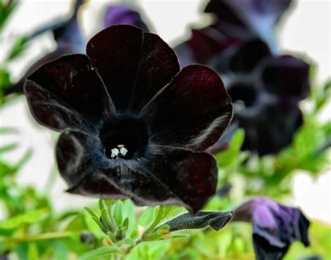 black blossom xn|38 Types of Black Flowers and Plants With Pictures.